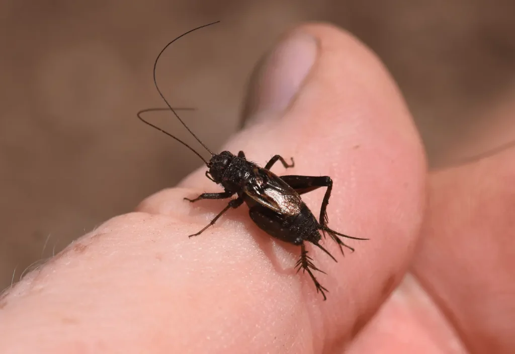 insect on a hand